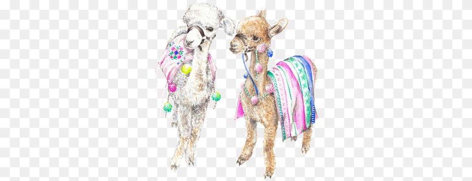Colorful Baby Alpacas Llamas India Morocco Ltd Edition Animal Boho, Adult, Wedding, Person, Female Png Image