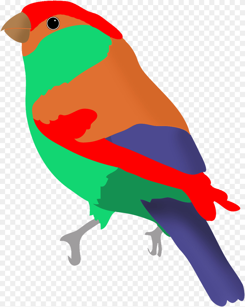 Colorful Bird Clipart, Animal, Finch Free Transparent Png