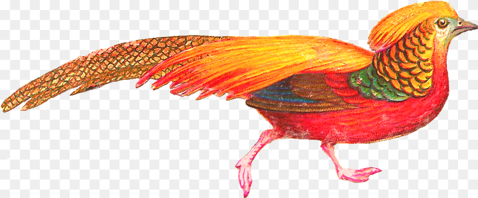 Colorful Bird Feather Drawing Colorful Bird Clip Art, Animal, Beak, Pheasant Png
