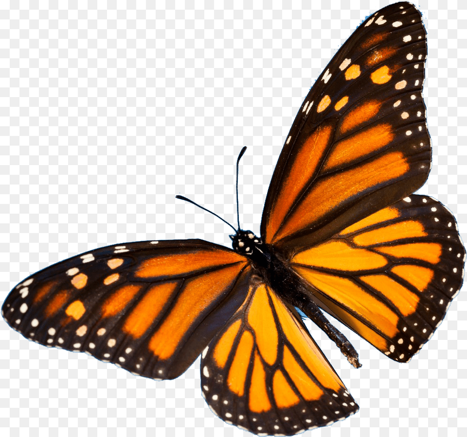 Colorful Butterfly Aesthetic Orange Monarch Butterfly, Animal, Insect, Invertebrate Png Image
