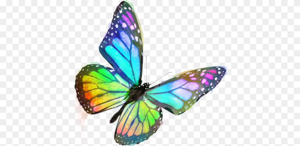 Colorful Butterfly No Background, Art, Graphics, Animal, Insect Free Transparent Png