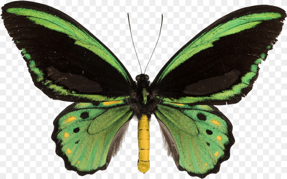 Colorful Butterfly Photo Butterfly, Animal, Insect, Invertebrate, Moth Free Transparent Png