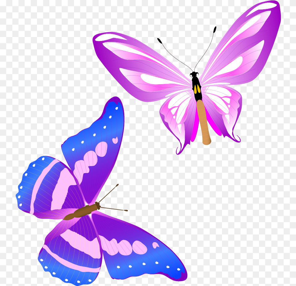 Colorful Butterfly Vector, Purple, Invertebrate, Insect, Animal Png Image