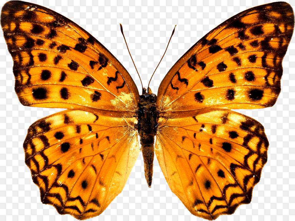 Colorful Butterfly Wallpapers Free Download Ultra Hd Butterfly Free Png Image