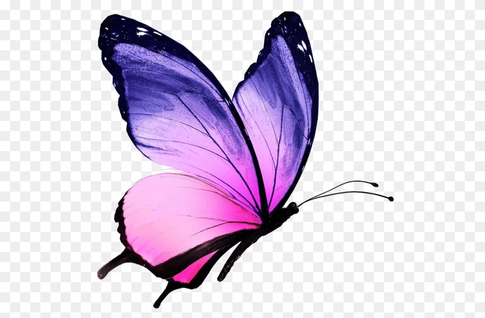 Colorful Butterfly With White Background, Flower, Petal, Plant, Purple Free Transparent Png