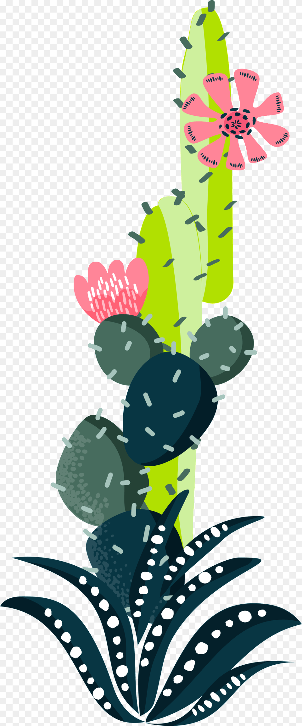 Colorful Cactus Plant Watercolor Hand Painted Transparent, Flower Png Image