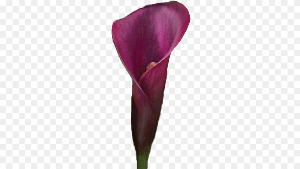 Colorful Calla Lilies Meaning Of Calla Lily Colors Purple Calla Lily, Flower, Petal, Plant, Person Free Png