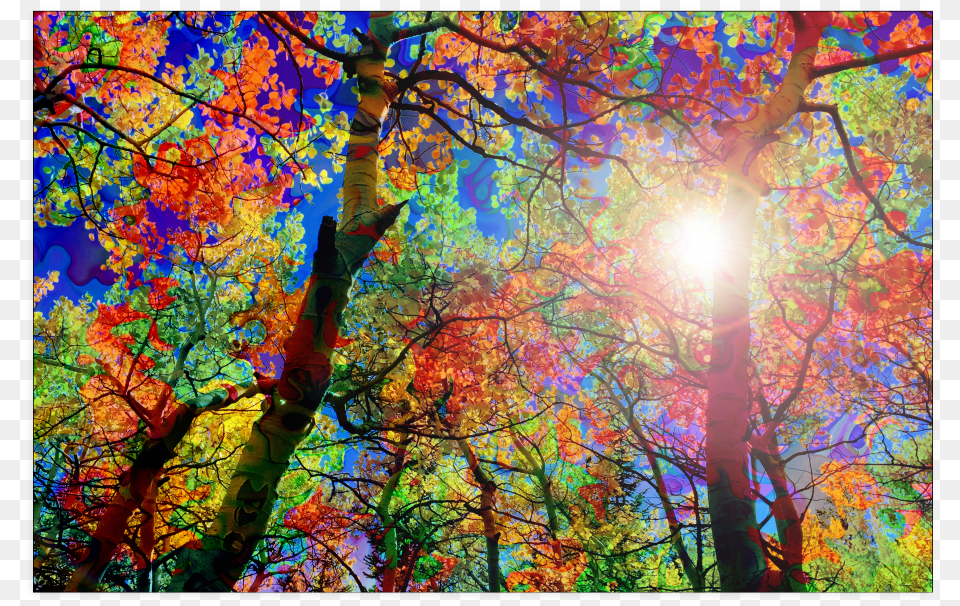 Colorful Canopy Poster Creative Arts, Vegetation, Tree, Sunlight, Leaf Png