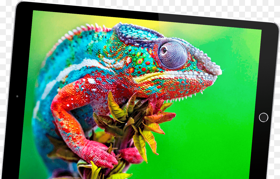 Colorful Chameleon, Animal, Lizard, Reptile, Iguana Png Image