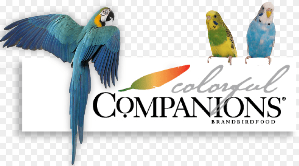 Colorful Companions Header 01 Millet, Animal, Bird, Parakeet, Parrot Free Png Download