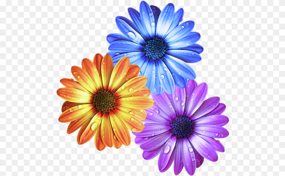 Colorful Daisies With Water Drops, Anemone, Daisy, Flower, Petal Free Png Download