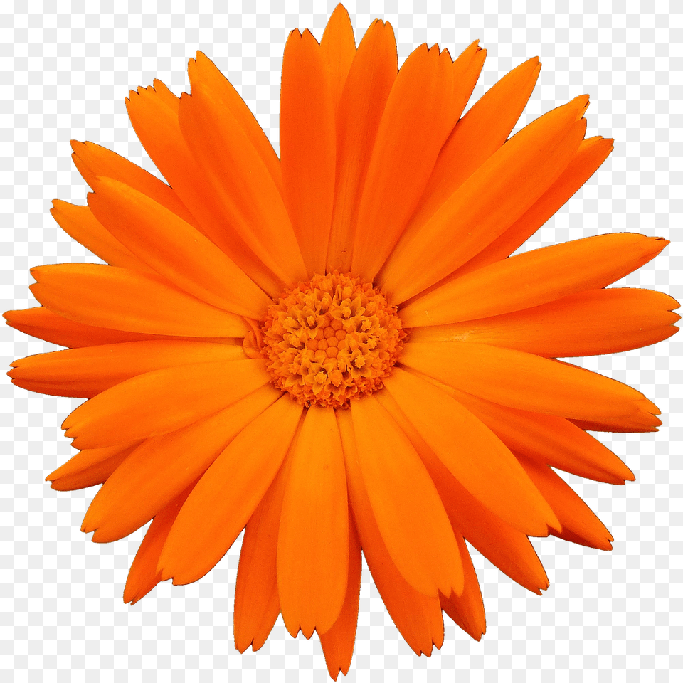 Colorful Daisy, Flower, Petal, Plant, Dahlia Free Png