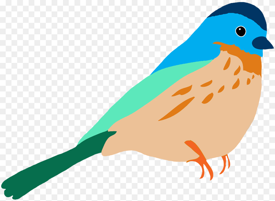 Colorful Drawings Of Birds Birds Drawing For Colouring, Animal, Bird, Jay, Bluebird Free Png Download