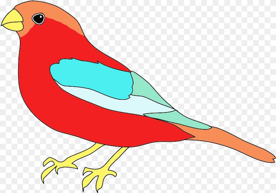 Colorful Drawings Of Birds Draw And Colour A Bird, Animal, Finch, Beak Png