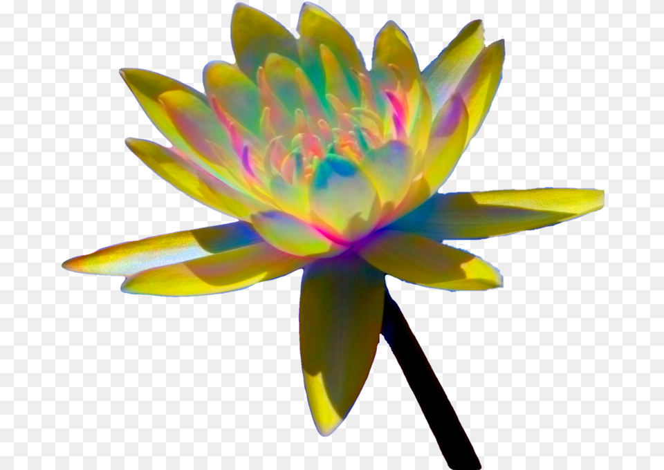Colorful Enhanced Water Lilies Sacred Lotus, Flower, Plant, Dahlia, Lily Free Transparent Png