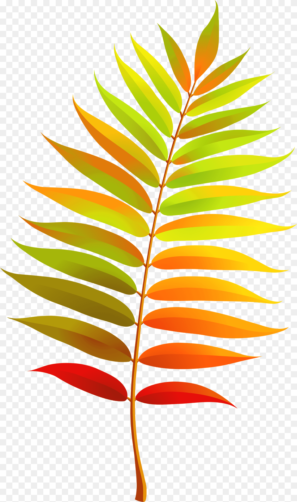 Colorful Fall Leaf Clipart Fall Leaf Clipart, Plant, Fern, Tree, Art Free Png