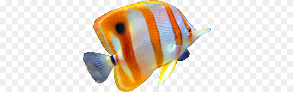 Colorful Fish Fish, Angelfish, Animal, Sea Life Png