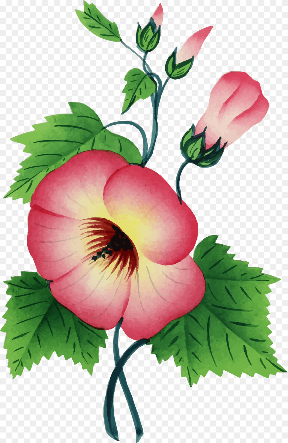 Colorful Floral Flower Plant Vintage One Stem Flower, Hibiscus, Rose Free Png Download