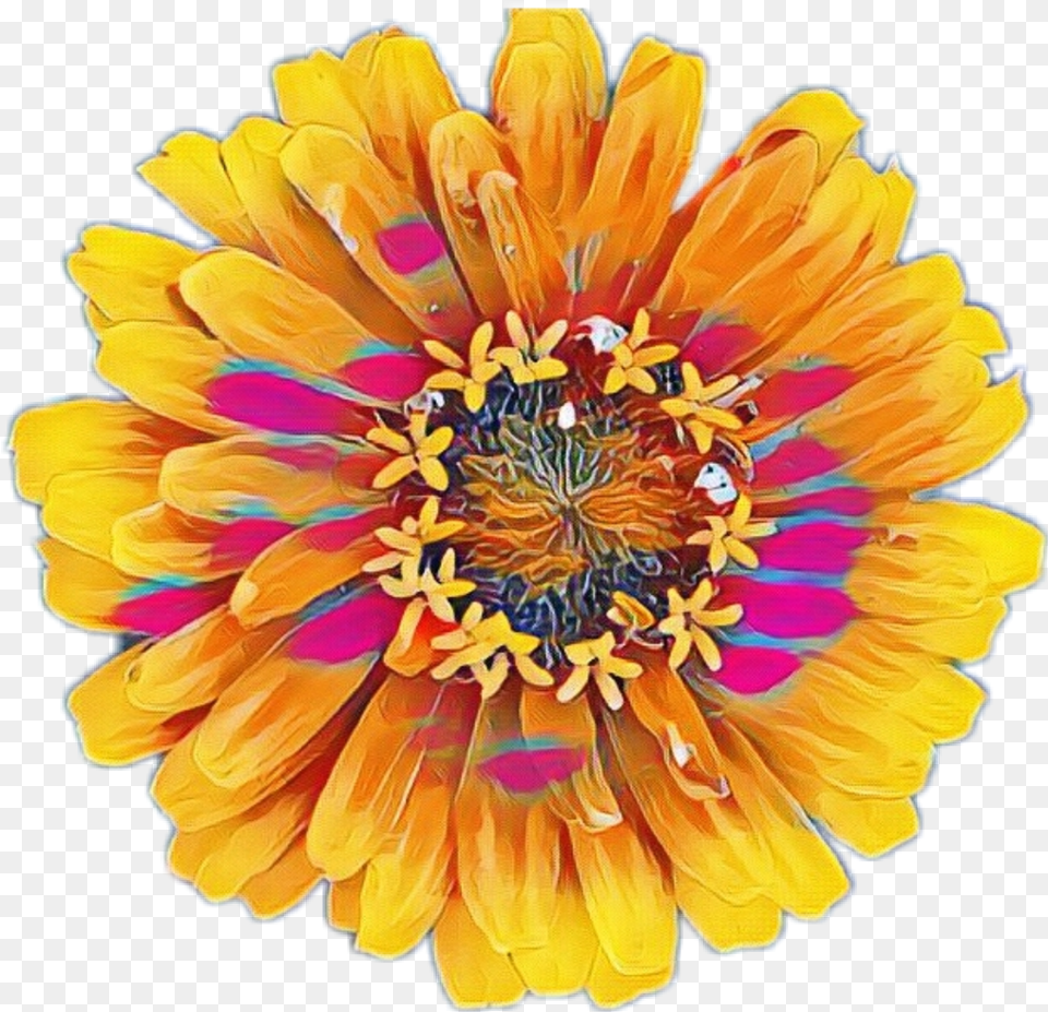 Colorful Flowers Colorful Flower Flowers Yellow Common Zinnia, Anther, Dahlia, Daisy, Petal Png