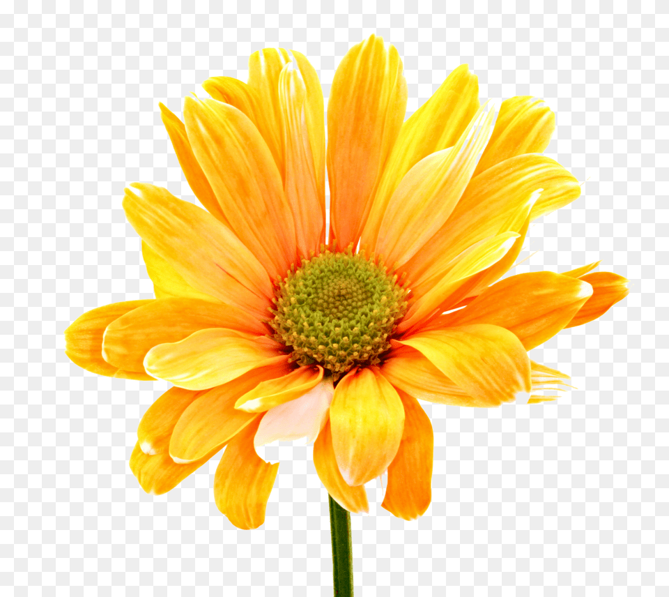 Colorful Flowers Orange Daisy Orange Flower, Petal, Plant, Dahlia, Anther Free Png