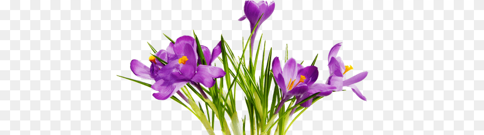Colorful Flowers Transparent Background, Flower, Plant, Iris, Crocus Free Png Download