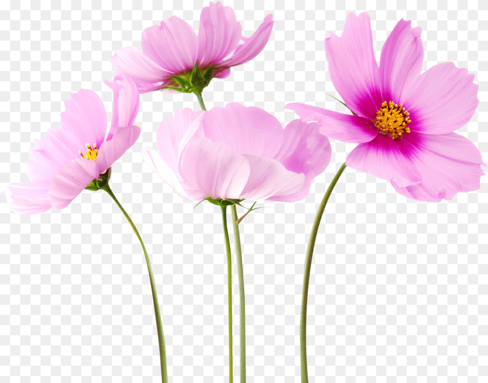 Colorful Flowers Transparent Image Flower, Anemone, Anther, Daisy, Plant Free Png
