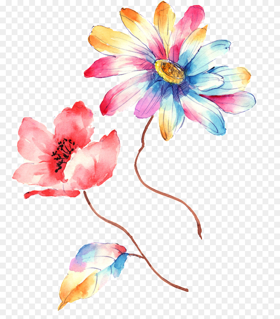 Colorful Gradient Hand Drawn Chrysanthemum Decorative Illustration, Anemone, Anther, Plant, Petal Free Transparent Png