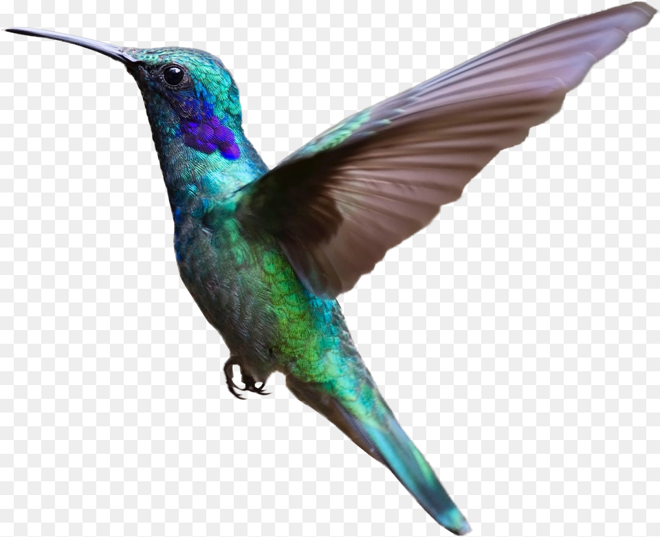 Colorful Hummingbird Flying Image Bird Flying Background, Animal Free Png Download