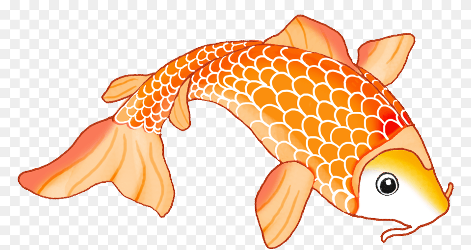 Colorful Koi Fish, Animal, Sea Life, Goldfish Free Png Download