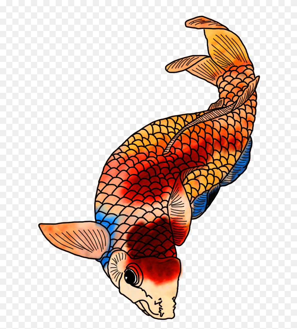 Colorful Koi Fish Drawings, Animal, Carp, Sea Life, Shark Free Png