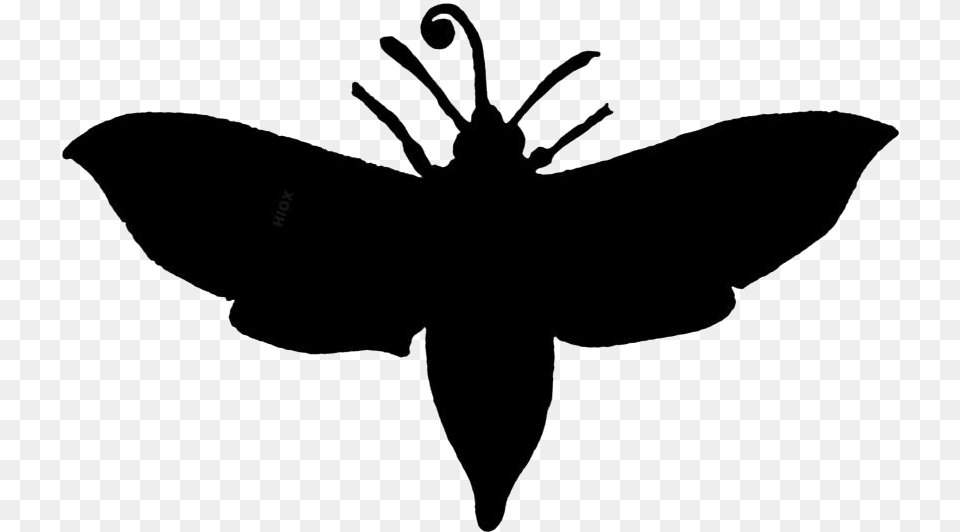 Colorful Moth Insect Big Brown Bat Silhouette, Stencil Png