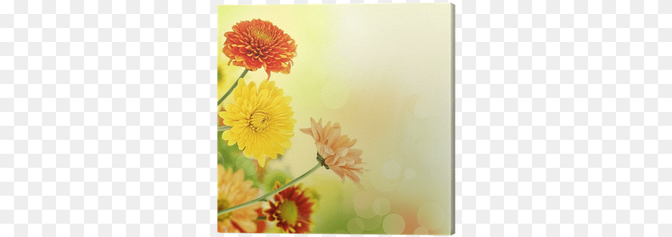 Colorful Mums Flowers On Warm Bokeh Background Canvas Sunny Wishes Kjv Scripture Greeting Cards Boxed, Dahlia, Daisy, Flower, Petal Free Png