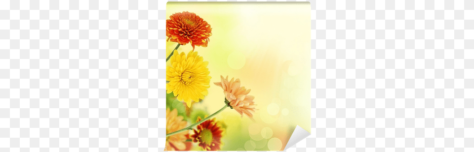 Colorful Mums Flowers On Warm Bokeh Background Wall Sunny Wishes Kjv Scripture Greeting Cards Boxed, Dahlia, Daisy, Flower, Petal Png Image