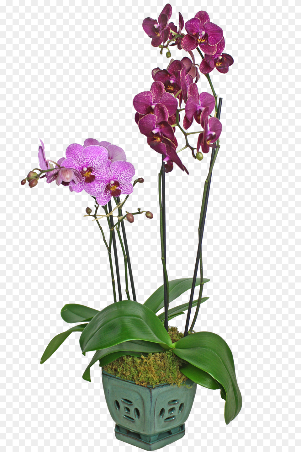 Colorful Orchid Display In Merion Station Pa Long Stems, Flower, Flower Arrangement, Plant, Geranium Free Png