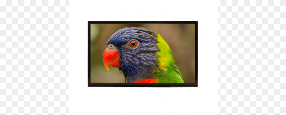 Colorful Parrot, Computer Hardware, Electronics, Hardware, Monitor Free Transparent Png
