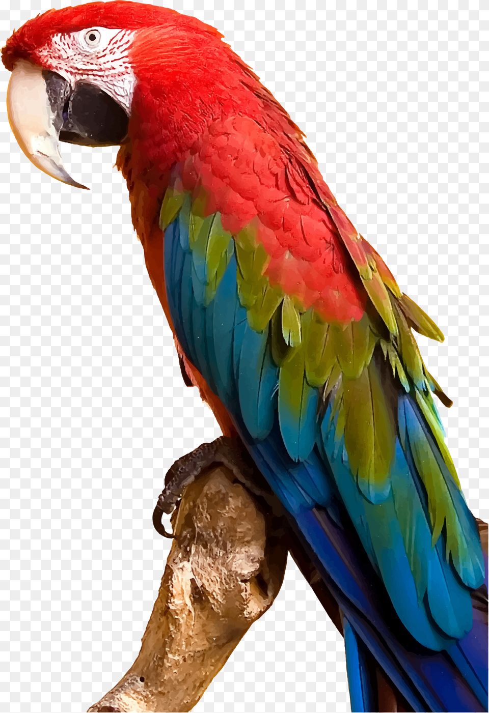 Colorful Parrot By Gdj Parrot, Animal, Bird, Macaw Png
