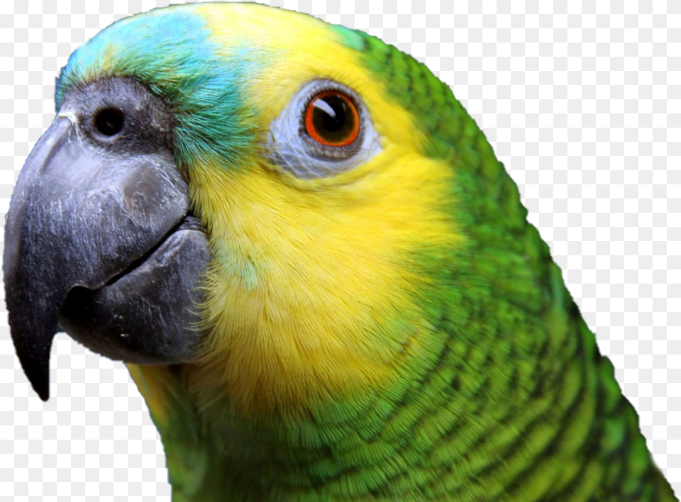 Colorful Parrot Clipart Blue Fronted Amazon, Animal, Bird, Parakeet Png Image