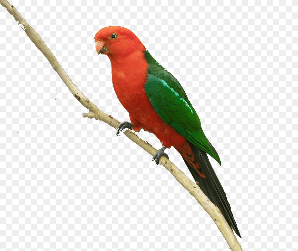 Colorful Parrot Free Background Parakeet, Animal, Bird Png