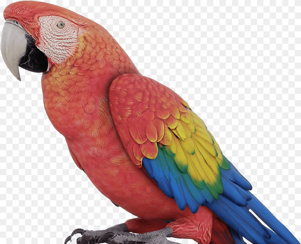 Colorful Parrot Photo Background Parrot 3d, Animal, Bird, Macaw Free Transparent Png