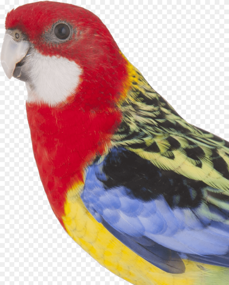 Colorful Parrot Pic Eastern Rosella, Animal, Bird, Parakeet, Beak Png Image