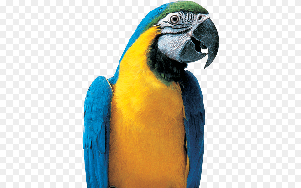 Colorful Parrot Picture Macaw, Animal, Bird Free Transparent Png