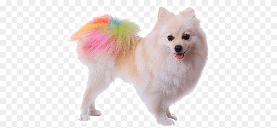 Colorful Pomeranian, Animal, Canine, Dog, Eskimo Dog Png Image