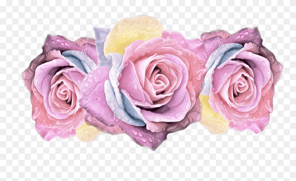 Colorful Roses On Background High Resolution Barrierefreiheit So Leben Sie Trotz Handicap Barrierefrei, Rose, Plant, Flower, Flower Bouquet Free Png