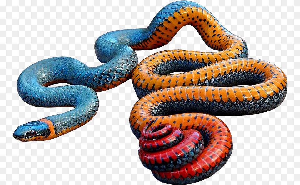 Colorful Snake, Animal, Reptile, King Snake Png