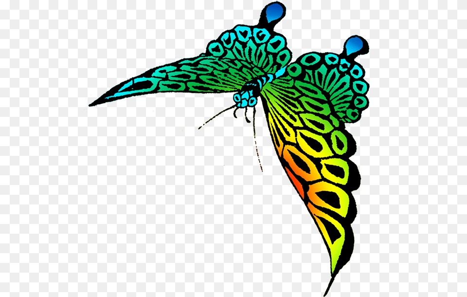 Colorful Strange Butterfly, Animal, Pattern, Bird Png