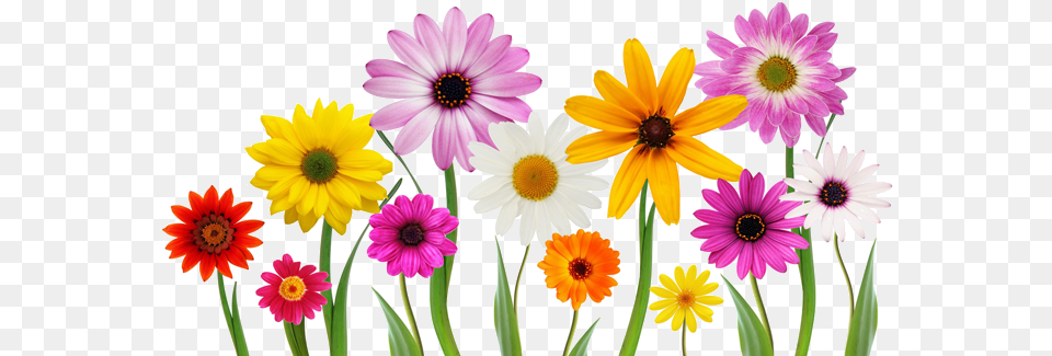 Colorful Summer Spring Flowers Icons And Spring Flowers White Background, Anemone, Daisy, Flower, Plant Png Image