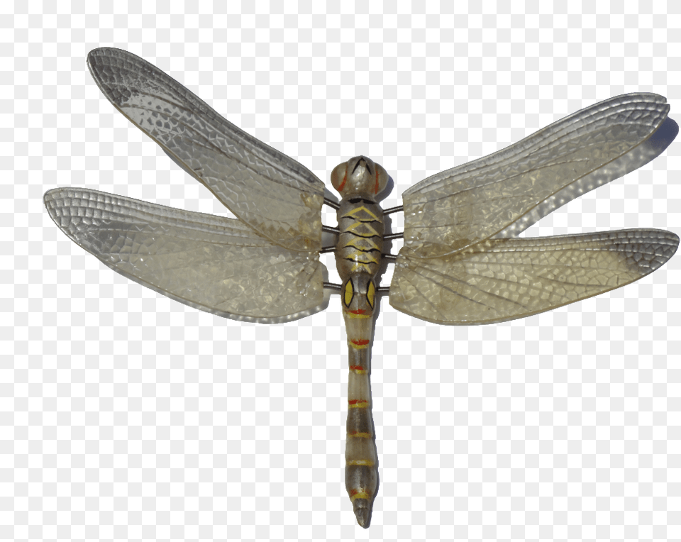 Colorful Vector Dragonfly Dragonfly Hd, Animal, Insect, Invertebrate Png Image