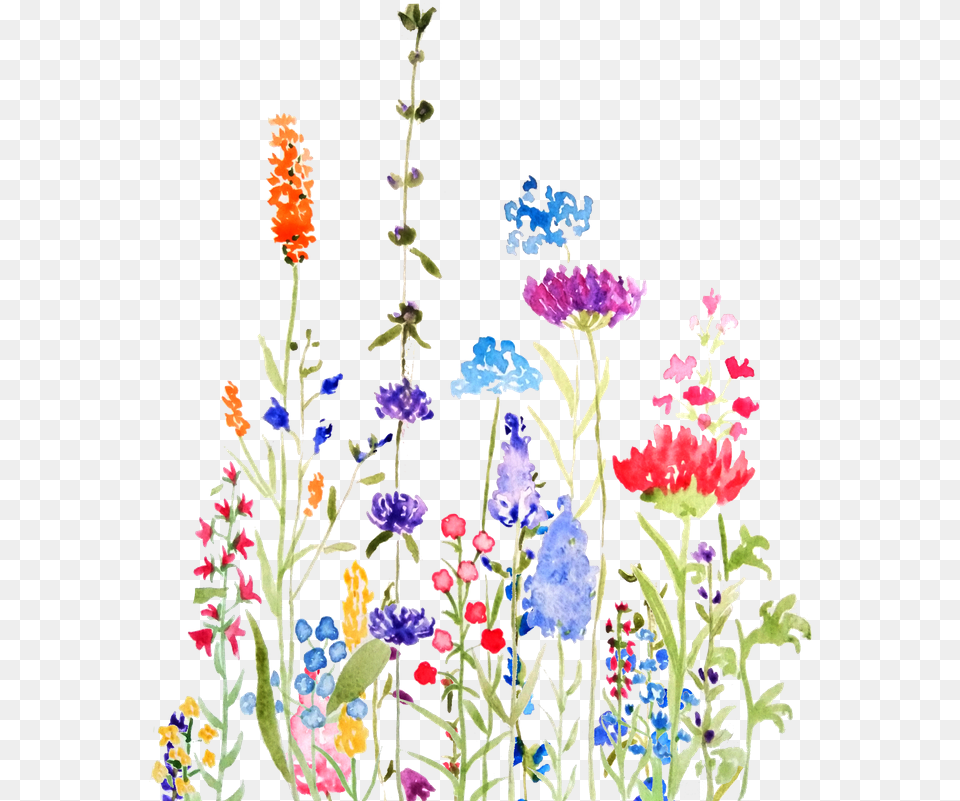 Colorful Wild Flowers Watercolor Floral, Embroidery, Pattern, Art, Floral Design Free Transparent Png