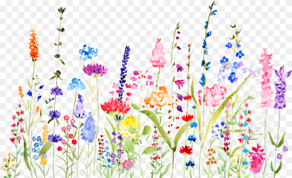 Colorful Wildflower Fields Watercolor Wild Flower Drawing Color, Embroidery, Pattern, Art, Graphics Png