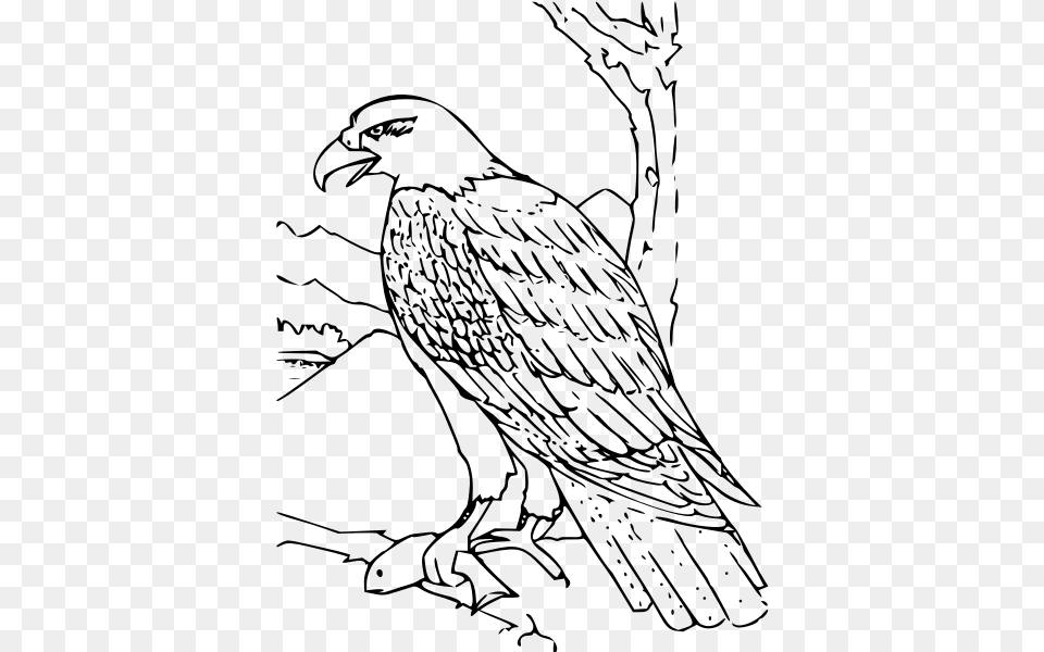 Coloring Book Bald Eagle Bald Eagle Coloring Pages, Gray Free Png Download